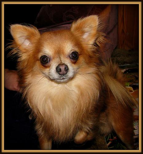 chihuahua 2